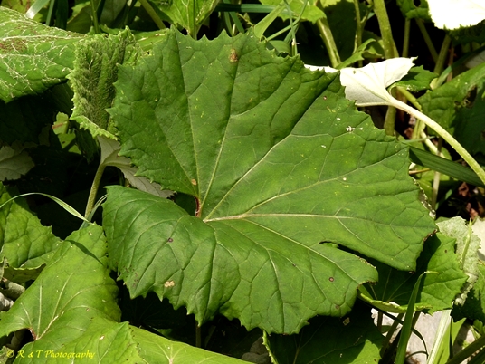 {Tussilago farfara}